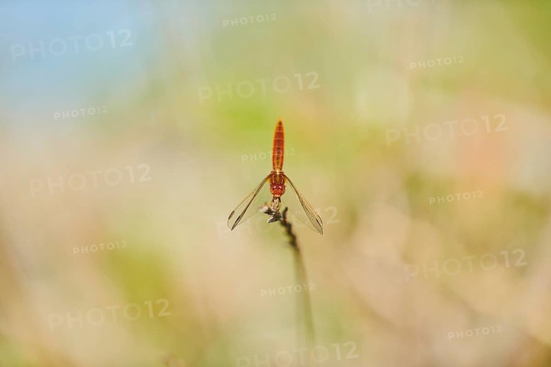 Red-veined darter