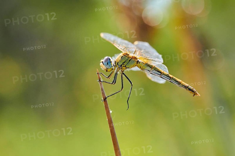 Red-veined darter