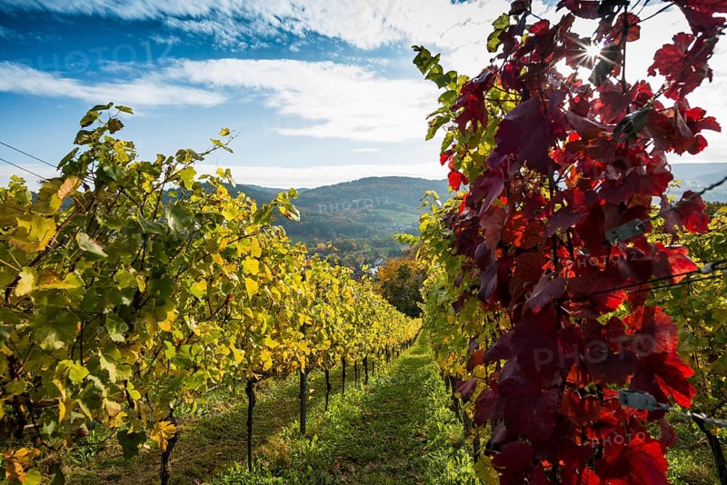 Vineyard in autumn