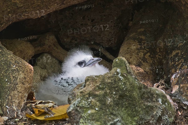 White-tailed Tropicbird