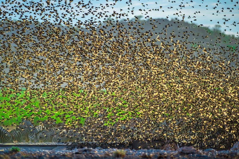 A mega flock of red-billed quelea