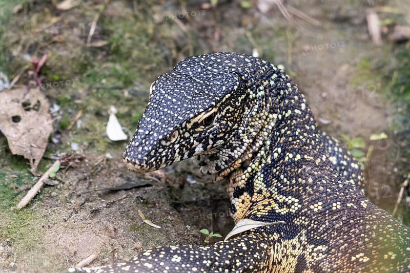 Nile monitor