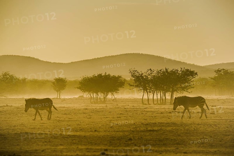Hartmann's mountain zebra