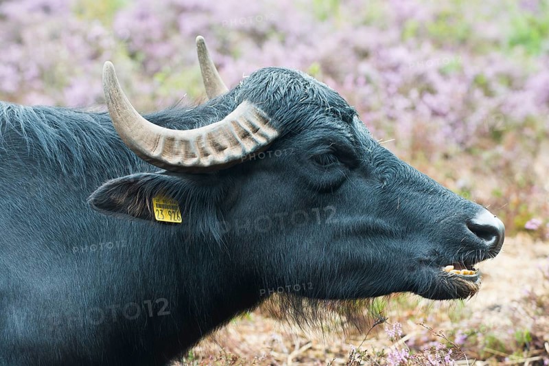 Water buffalo