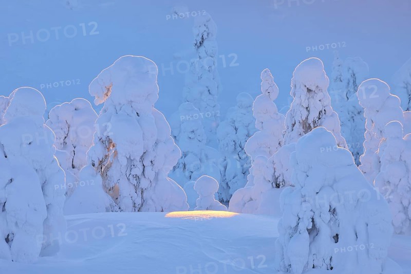 Snow covered trees at sunset