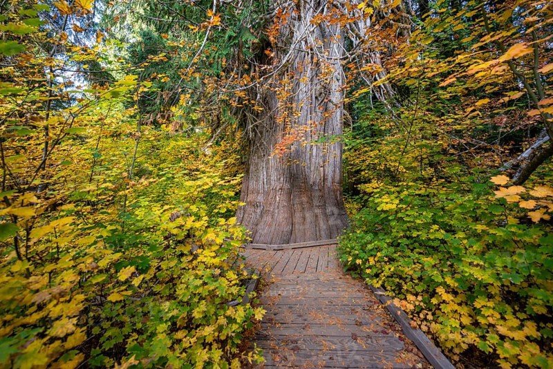 Thick Giant Life Tree in Autumnal Forest