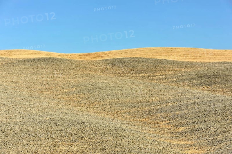 Harvested wheat field