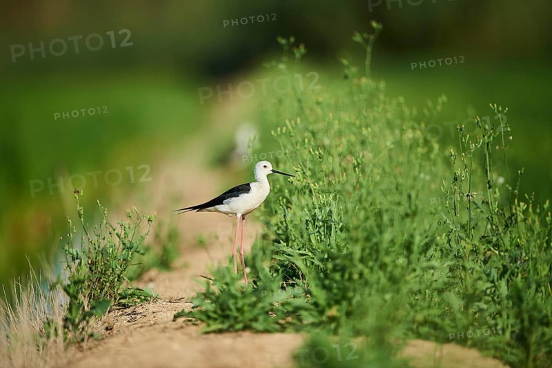 Black-winged stilt