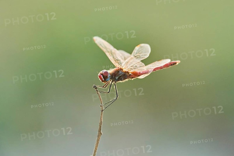 Red-veined darter