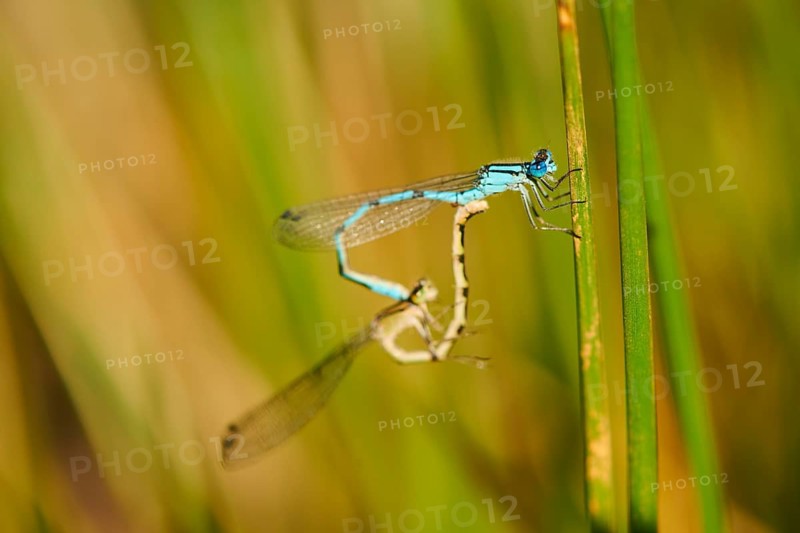 Azure damselfly