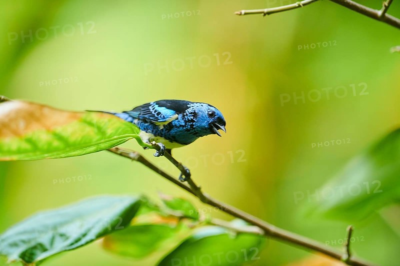 Turquoise tanager