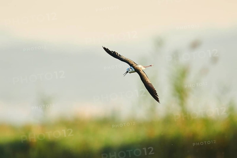 Black-winged stilt