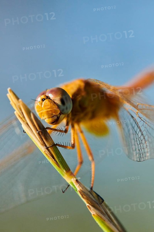 Red-veined darter