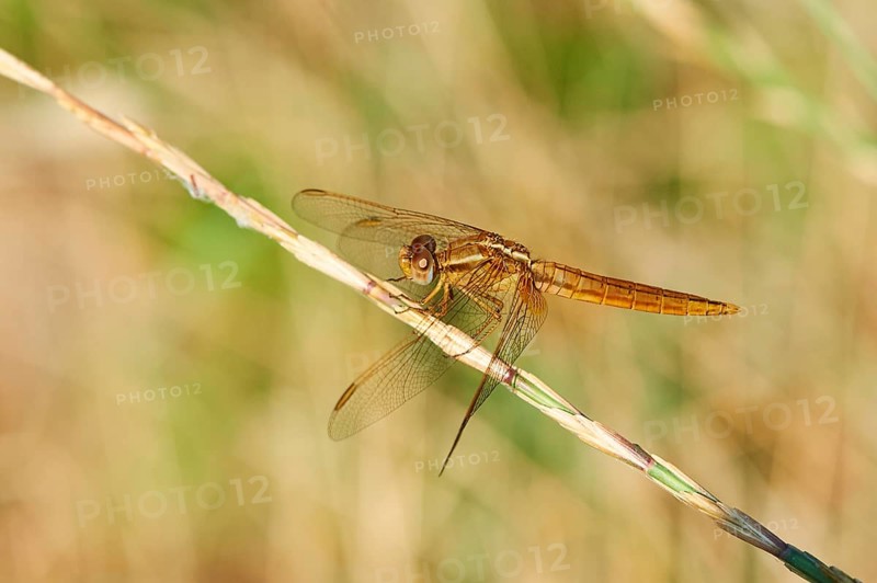 Red-veined darter