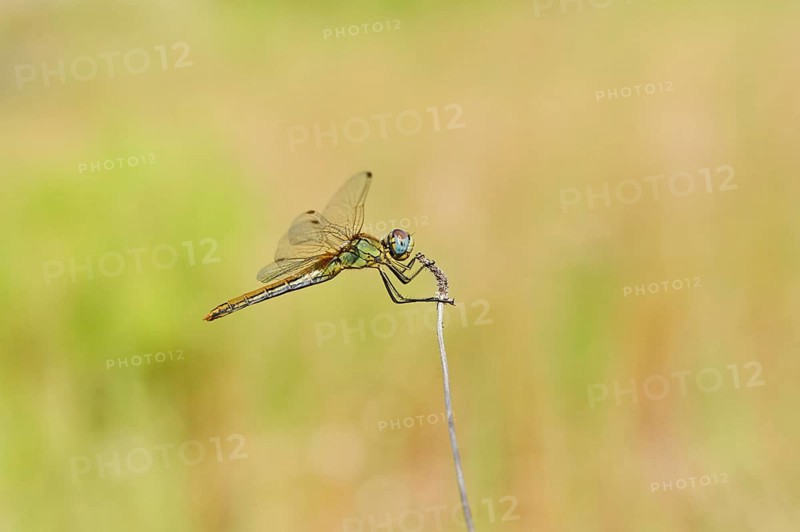 Red-veined darter