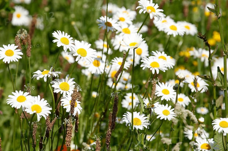 Marguerite