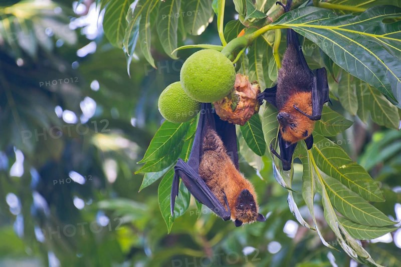 Seychelles fruit bat