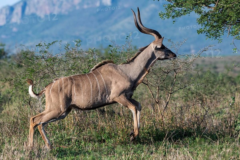 Zambezi greater kudu