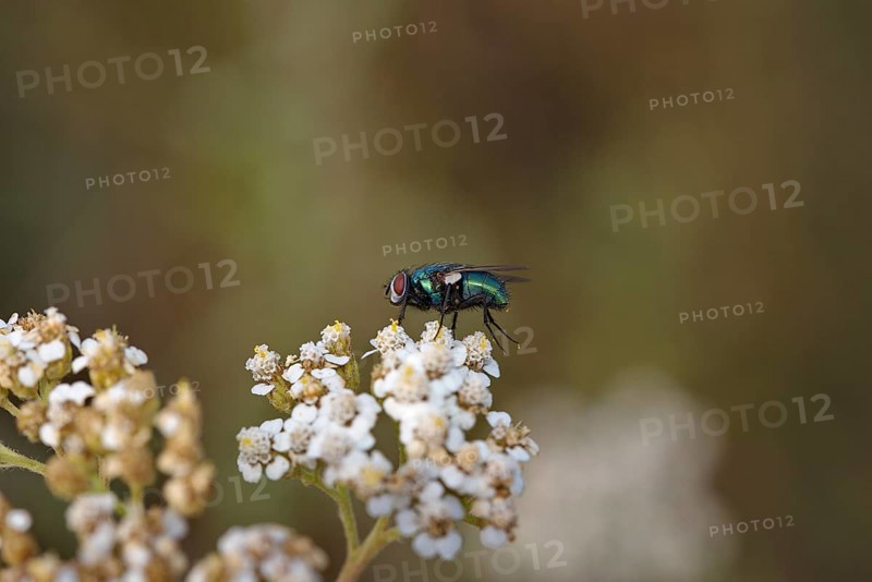 Green bottle fly