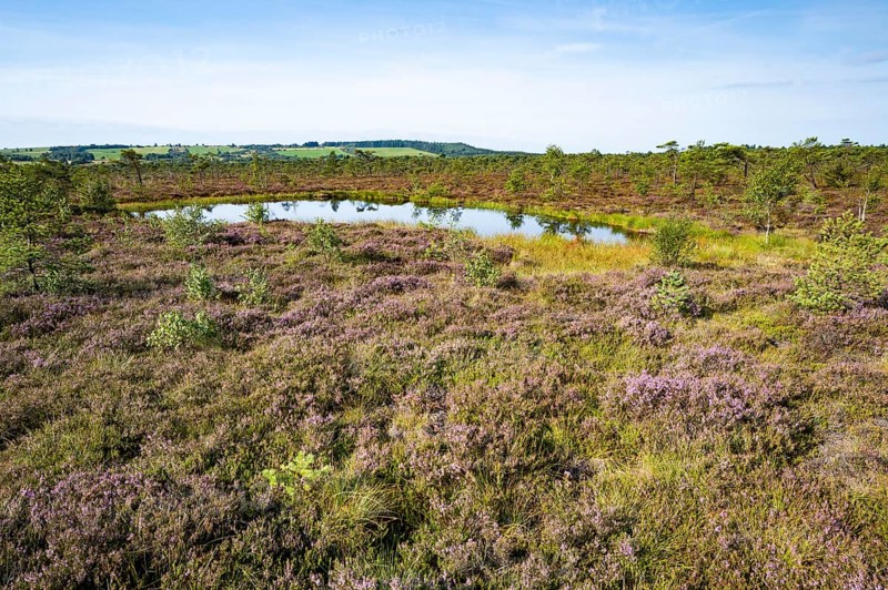 Black bog