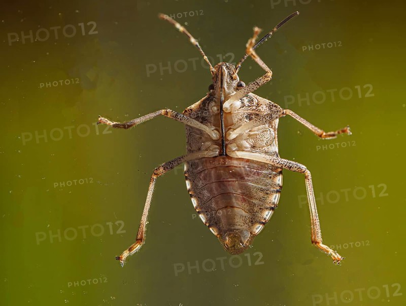 Stink bug from below
