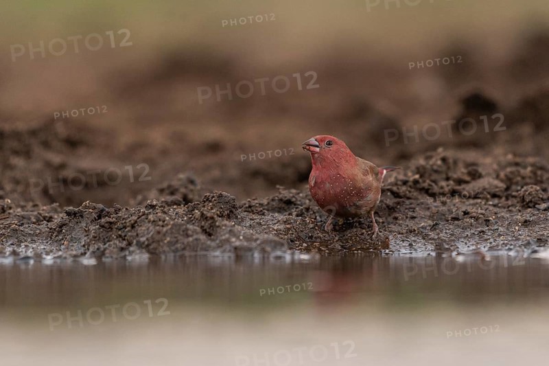 Red-billed firefinch