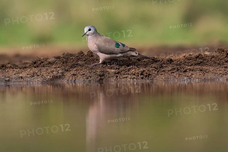 Emerald-spotted wood dove