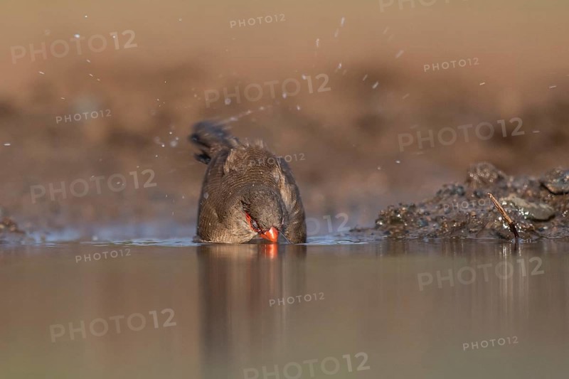Common waxbill