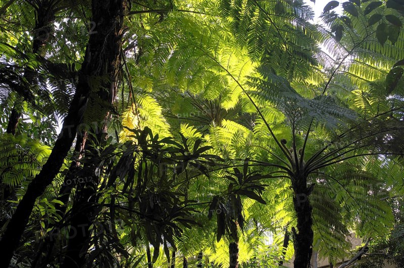 Tree fern
