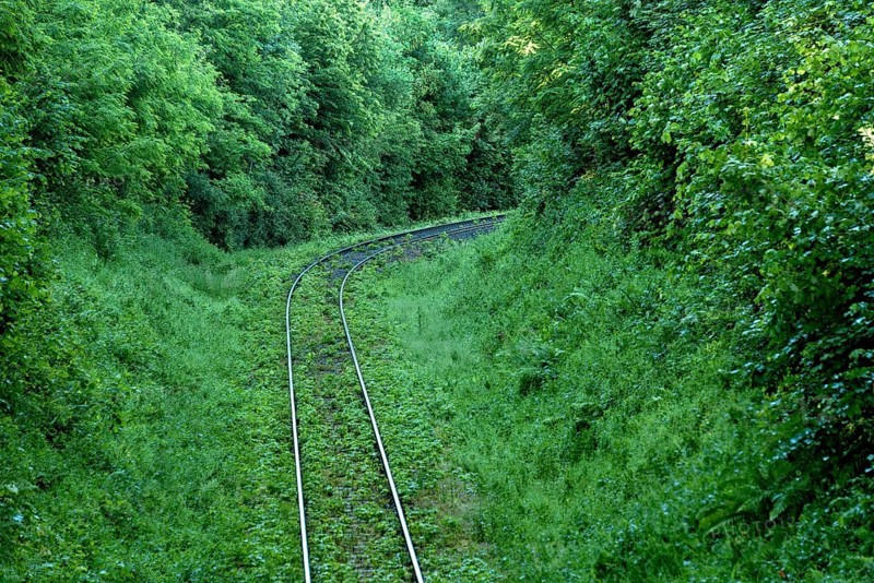 Single-track overgrown railway line