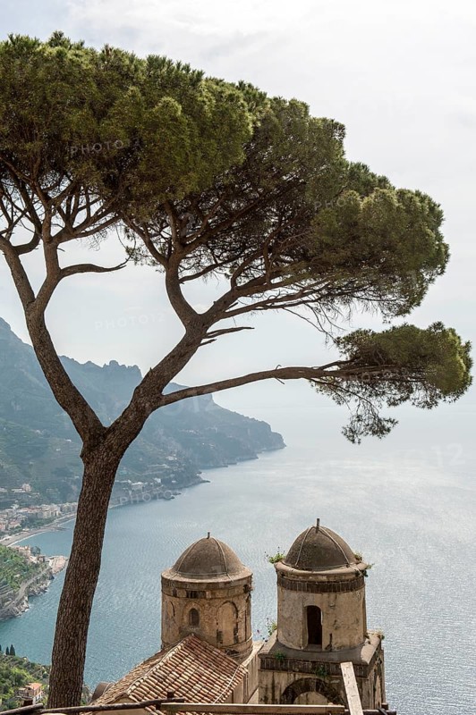 View of coast and sea with pine tree
