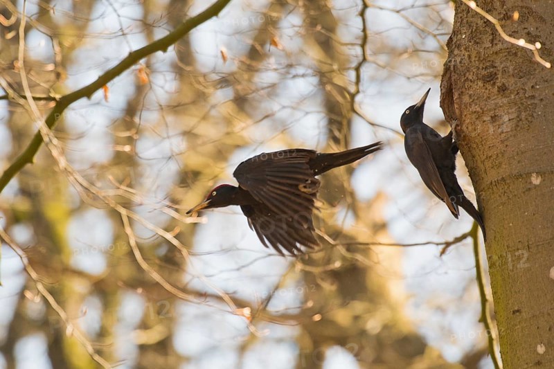 Black woodpecker