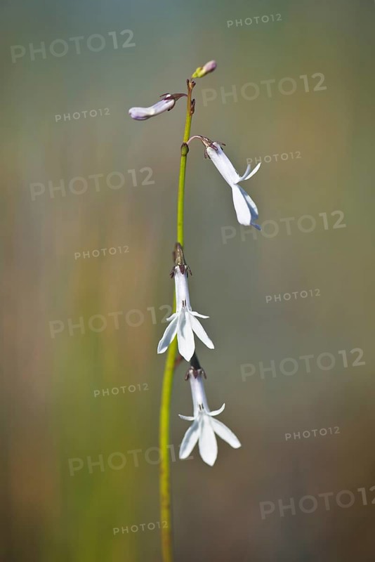 Water lobelia
