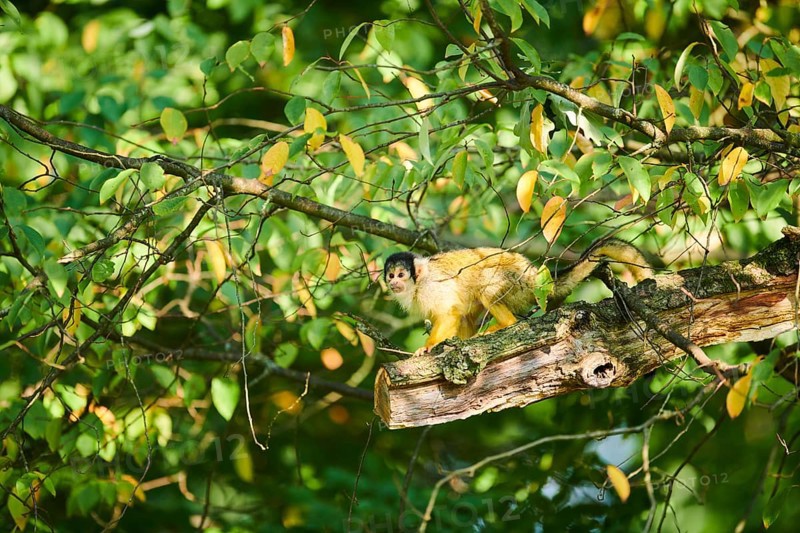 Common squirrel monkey