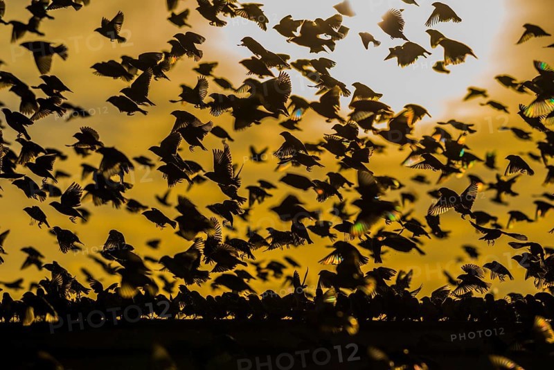 A mega flock of red-billed quelea