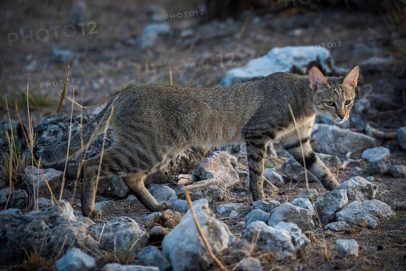 African wildcat