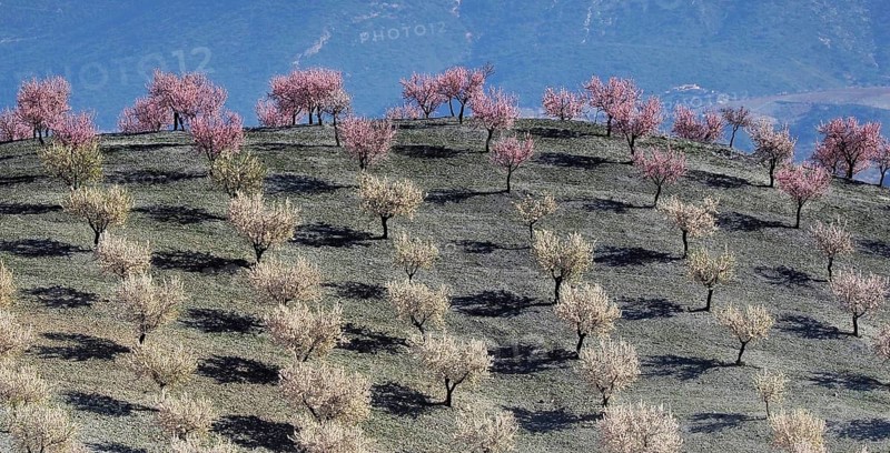 Several almond trees in blossom on mountain slope