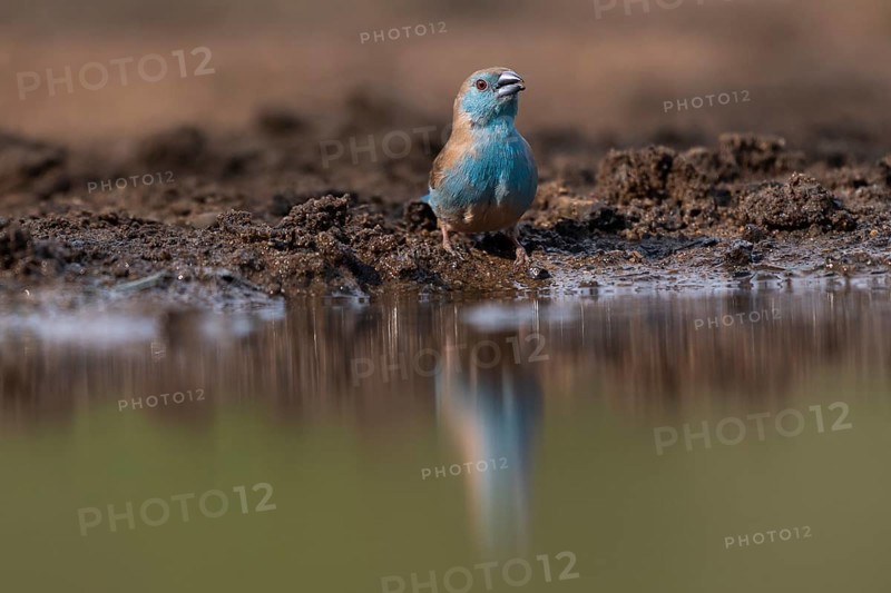 Blue waxbill
