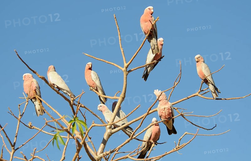 Galahs