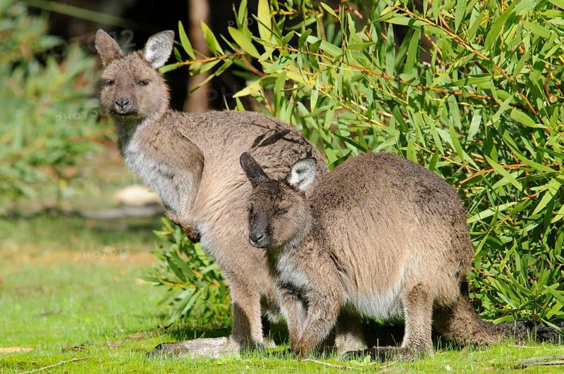 Kangaroo Island Kangaroo