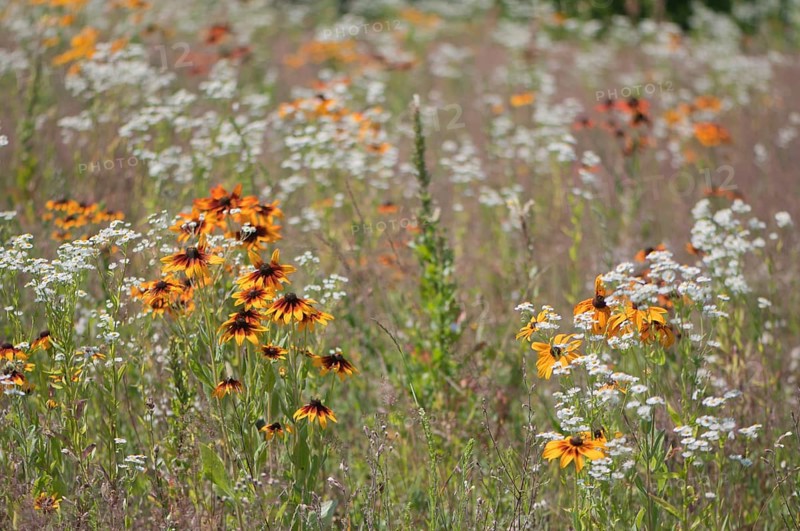 Flower meadow with cockleburs
