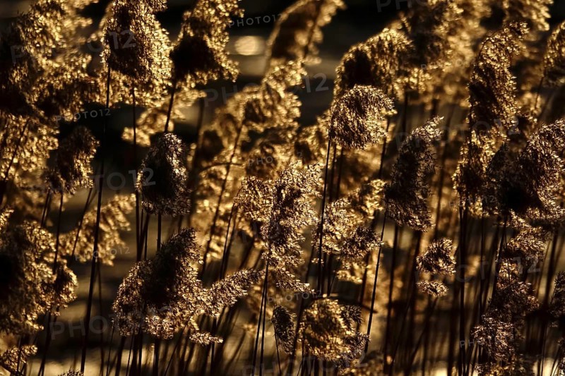 Grasses in the sunlight