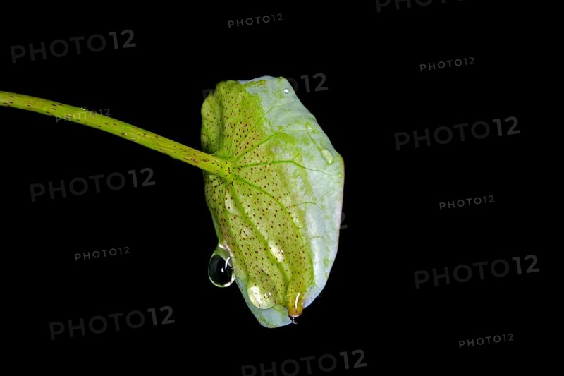 A leaf of the Indian lotus