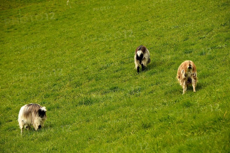 Three domestic goat