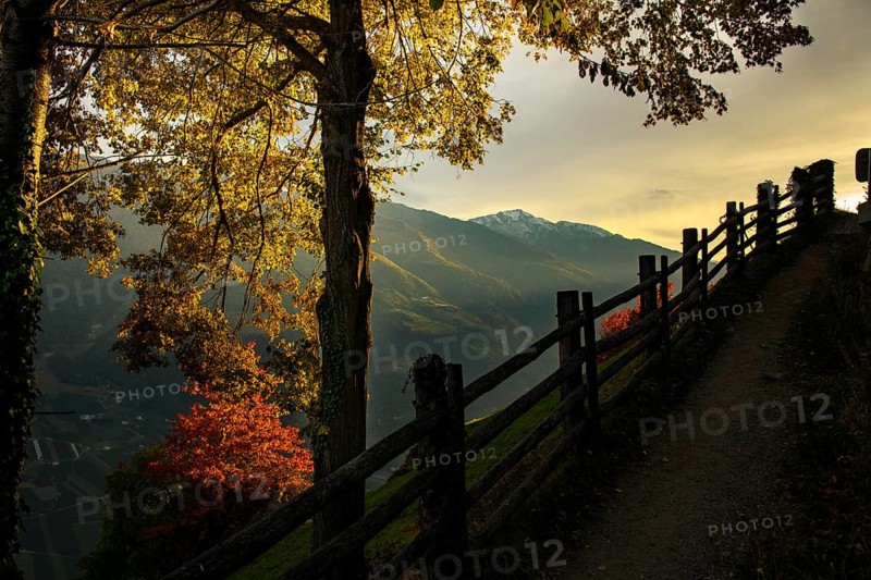 Old fence with autumnal tree as silhouette at sunset