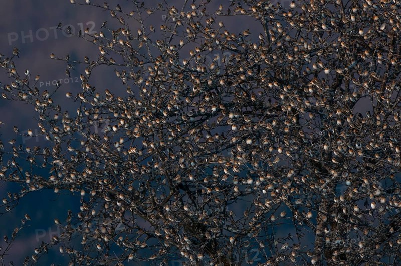 Brambling