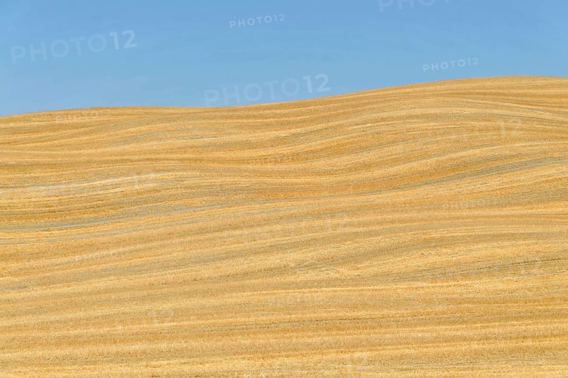 Harvested wheat field