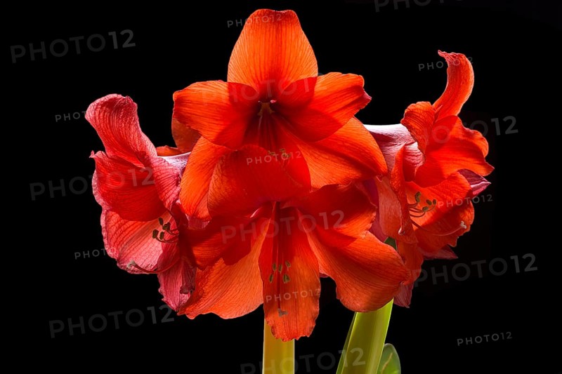 Amaryllis flowers