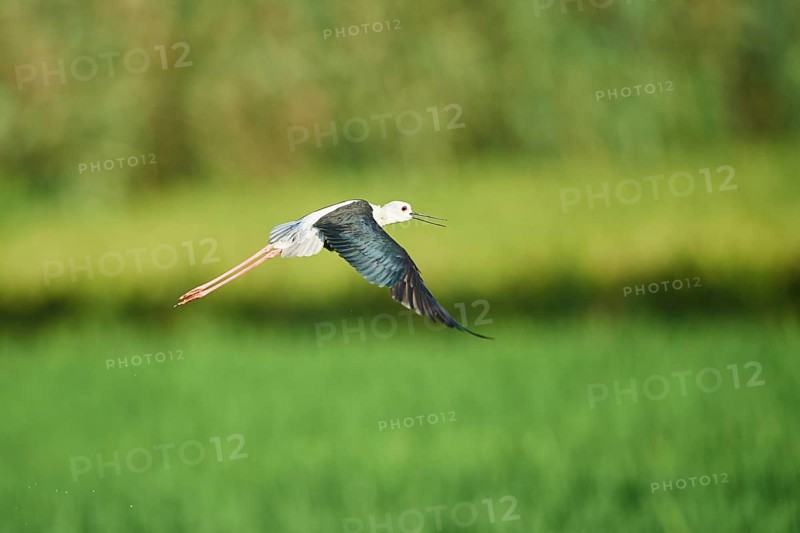 Black-winged stilt