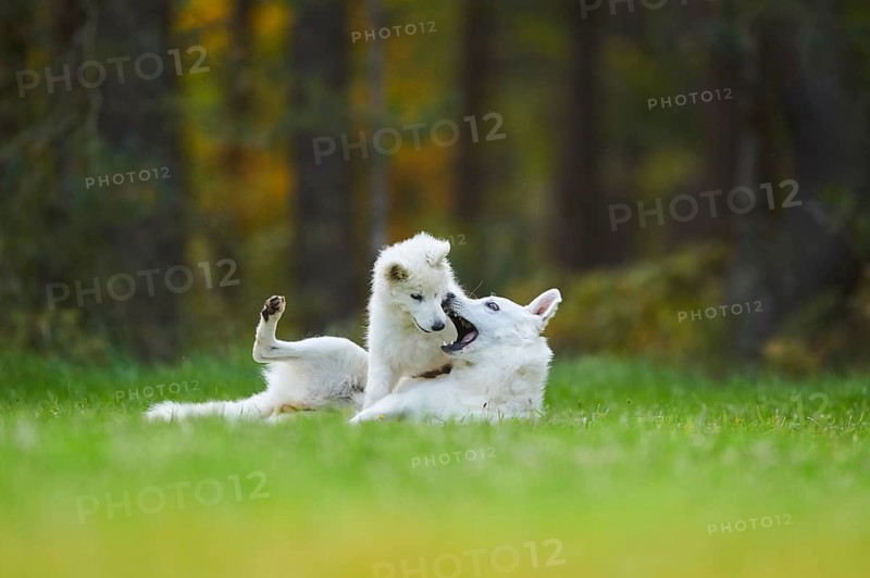 White Swiss Shepherd Dog